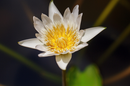 Beautiful flower in Thailandの写真素材