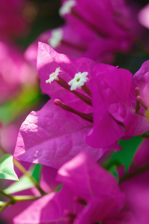 Beautiful flower in Thailandの写真素材