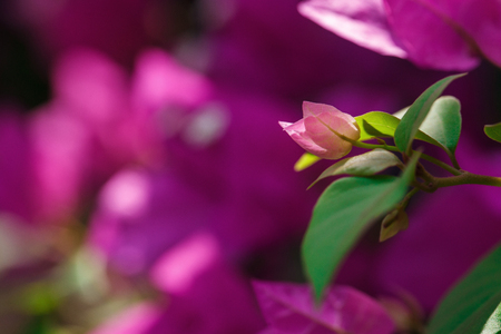 Beautiful flower in Thailandの写真素材