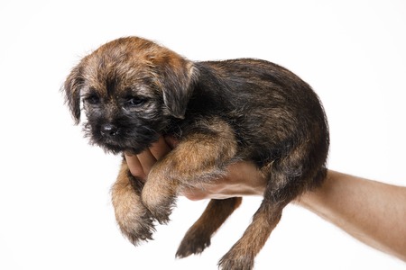 Little beautiful puppyの写真素材