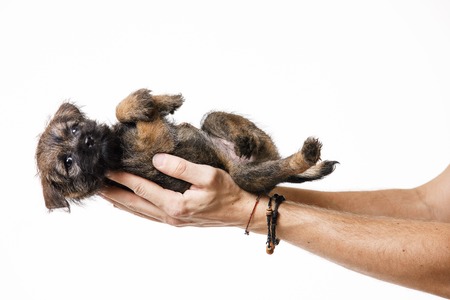 Little beautiful puppyの写真素材