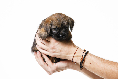 Little beautiful puppyの写真素材