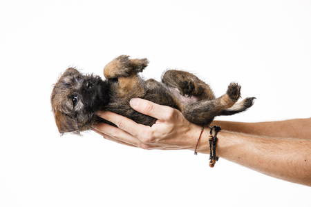 Little beautiful puppyの写真素材