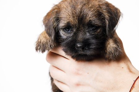Little beautiful puppyの写真素材
