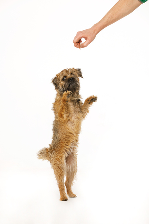beautiful little dog is dancing for foodの写真素材