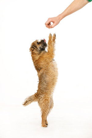 beautiful little dog is dancing for foodの写真素材