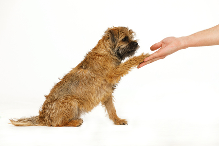 beautiful little dog is giving  paw for foodの写真素材