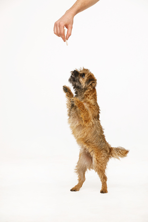 beautiful little dog is dancing for foodの写真素材