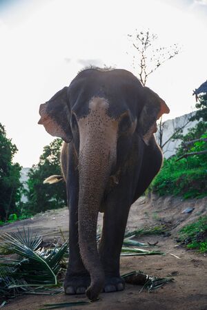 Beautiful elephant walks in nature in Thailandの写真素材