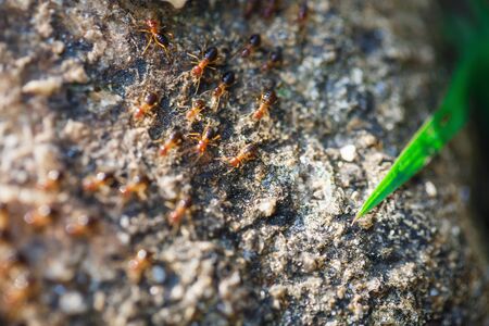 brown ants crawl along a rocky roadの写真素材