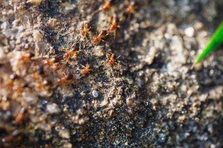 brown ants crawl along a rocky roadの写真素材