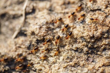 brown ants crawl along a rocky roadの写真素材