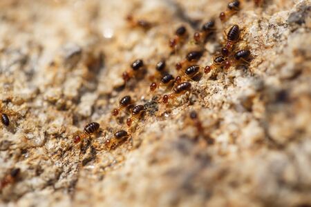 brown ants crawl along a rocky roadの写真素材