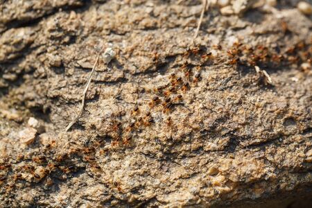 brown ants crawl along a rocky roadの写真素材
