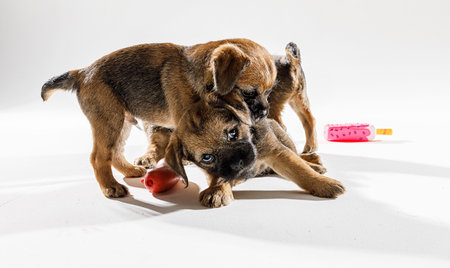Little beautiful puppies are playing on a white backgroundの写真素材