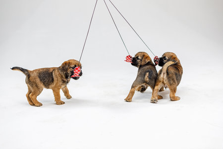 Little beautiful puppies are playing on a white backgroundの写真素材