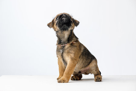 Little beautiful puppy on a white backgroundの写真素材