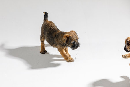 Little beautiful puppies are playing on a white backgroundの写真素材