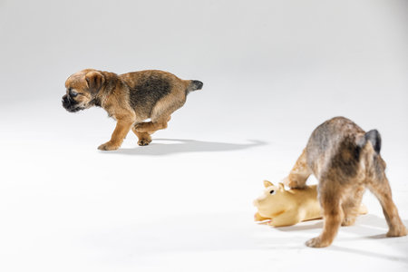 Little beautiful puppies are playing on a white backgroundの写真素材