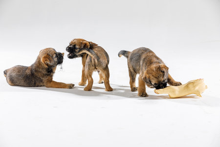 Little beautiful puppies are playing on a white backgroundの写真素材
