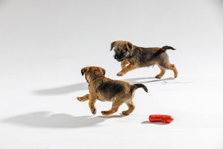 Little beautiful puppies are playing on a white backgroundの写真素材