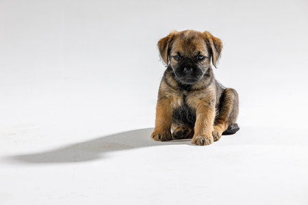 Little beautiful puppy on a white backgroundの写真素材