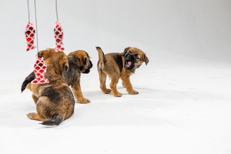 Little beautiful puppies are playing on a white backgroundの写真素材