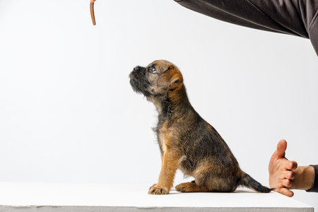 Little beautiful puppy on a white background