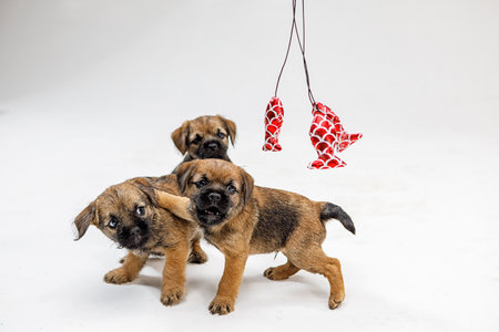 Little beautiful puppies are playing on a white backgroundの写真素材