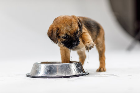 Little beautiful puppy is playing on a white backgroundの写真素材