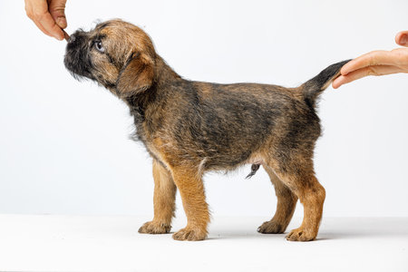 Little beautiful puppy on a white backgroundの写真素材