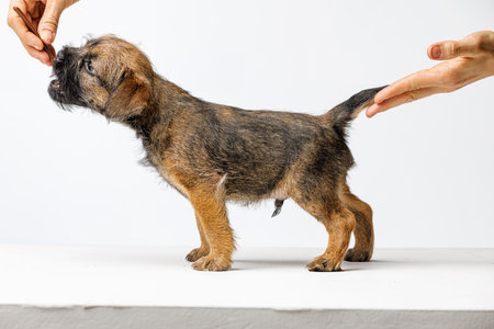 Little beautiful puppy on a white backgroundの写真素材