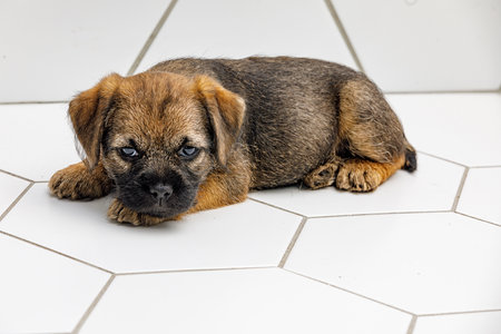 Little beautiful puppy on a white tile backgroundの写真素材