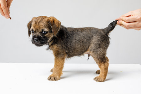Little beautiful puppy on a white backgroundの写真素材