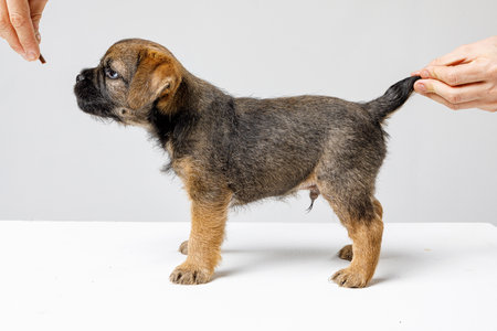 Little beautiful brown puppy on a white backgroundの写真素材