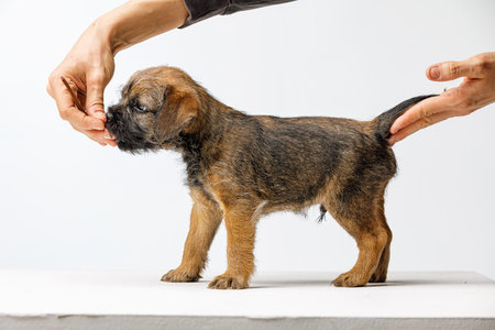 Little beautiful puppy on a white backgroundの写真素材