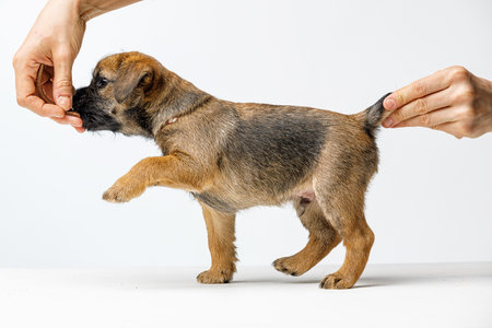 Little beautiful puppy on a white backgroundの写真素材