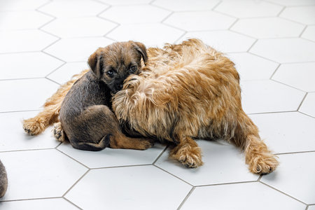 Little beautiful puppy on a white tile with its motherの写真素材