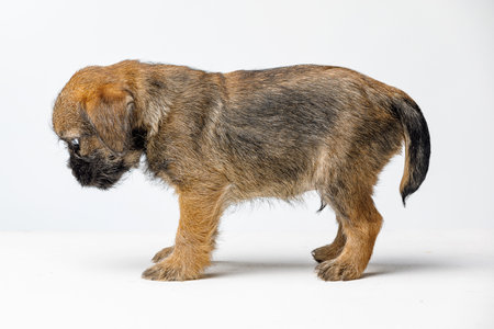 Little beautiful puppy on a white backgroundの写真素材
