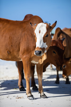 cows play on the beach near the waterの写真素材