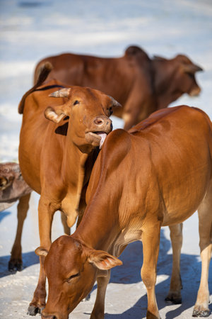 cows play on the beach near the waterの写真素材