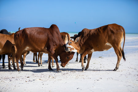 cows play on the beach near the waterの写真素材