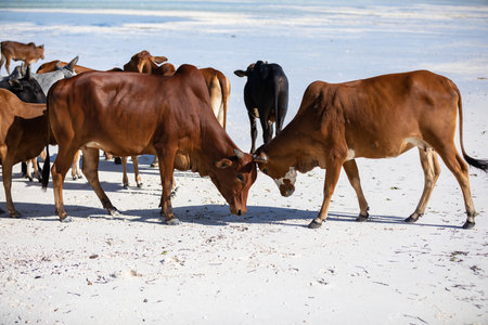 cows play on the beach near the waterの写真素材