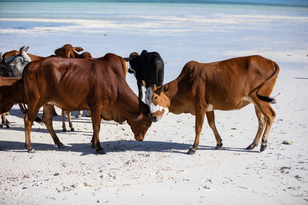 cows play on the beach near the waterの写真素材