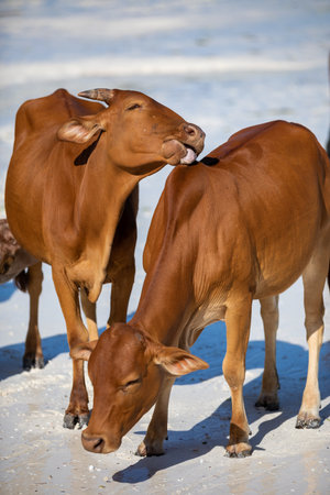 cows play on the beach near the waterの写真素材