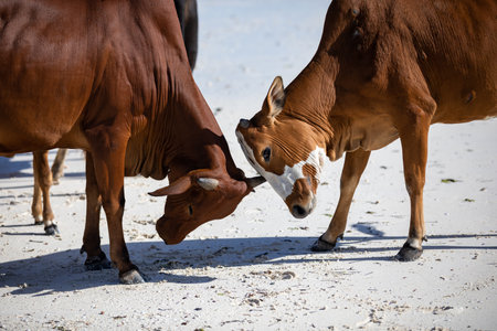 cows play on the beach near the waterの写真素材