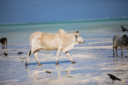 cows play on the beach near the waterの写真素材