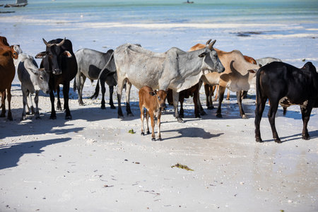 cows play on the beach near the waterの写真素材