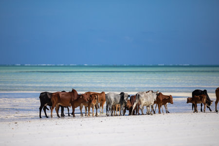 cows play on the beach near the waterの写真素材