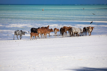 cows play on the beach near the waterの写真素材